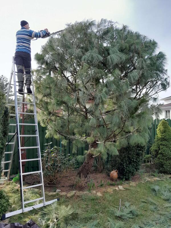 Precyzyjne formowanie i pielęgnacja sosny z drabiny, Piaseczno