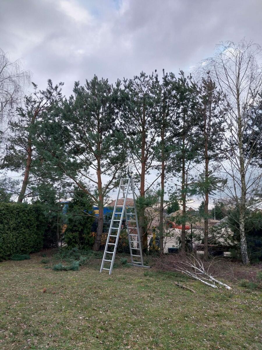 Wycinka i pielęgnacja drzew