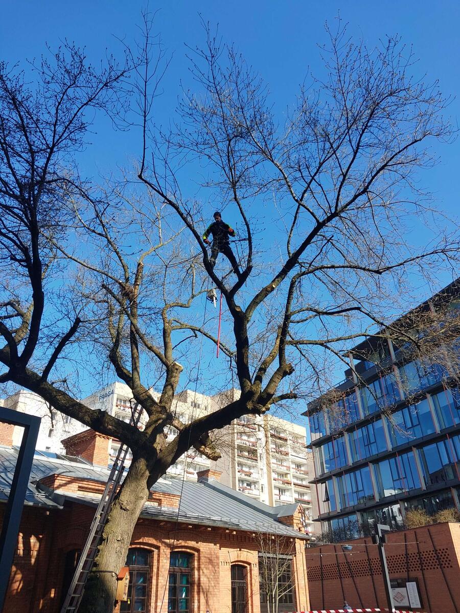 Wycinka i pielęgnacja drzew - zdjęcie 3